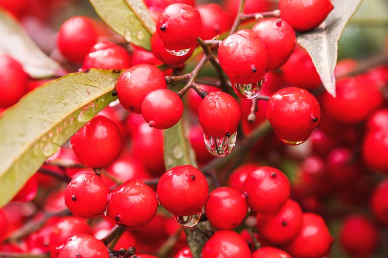 The Toxic Compounds Behind Its Berries The Toxic Compounds Behind Its Berries
