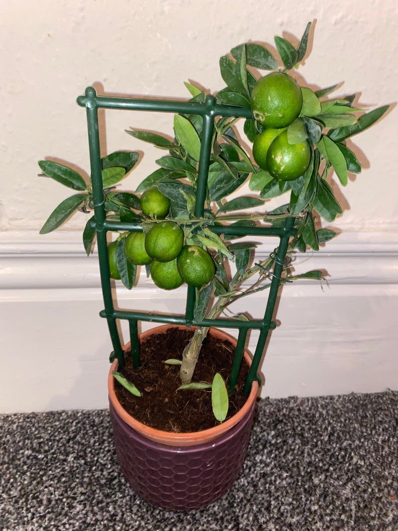 The Tree Becomes Top-Heavy And Tips Easily The Tree Becomes Top-Heavy And Tips Easily