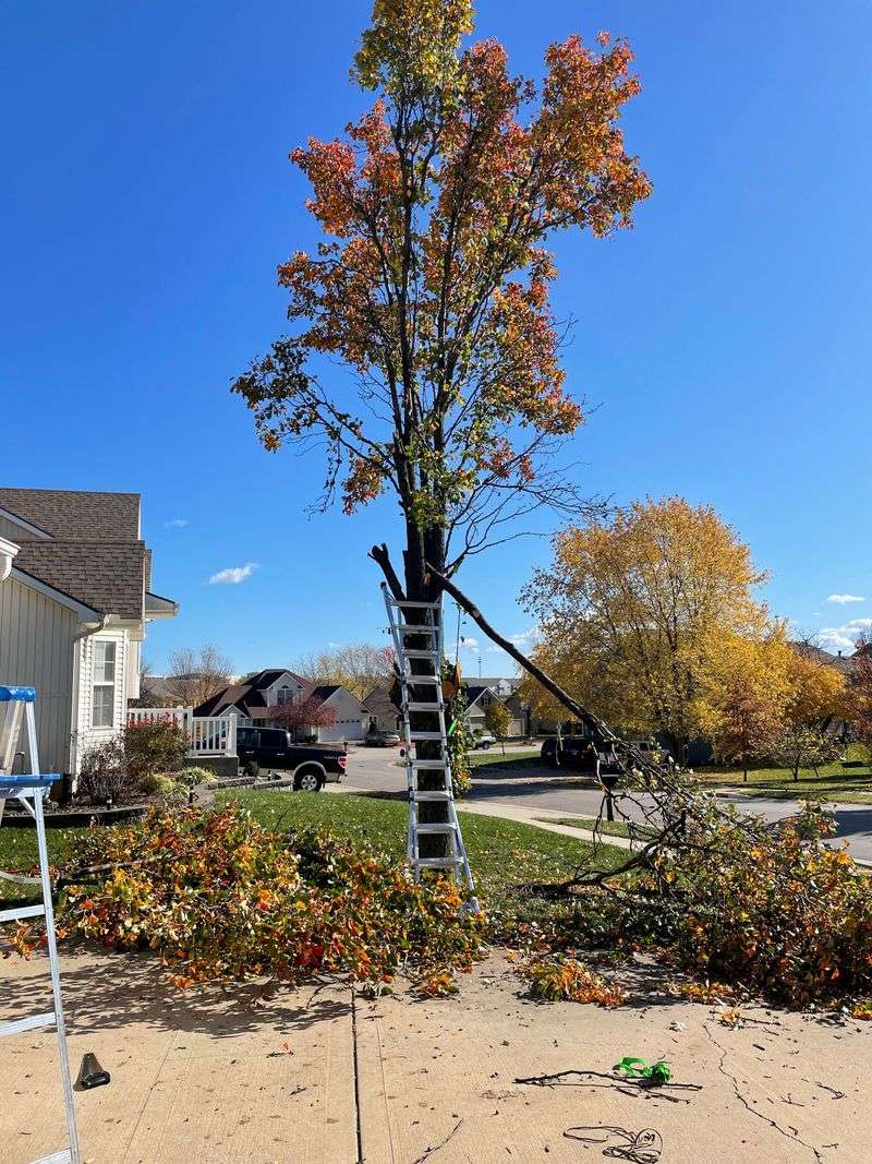 The Trees Have Become Invasive Across Illinois
