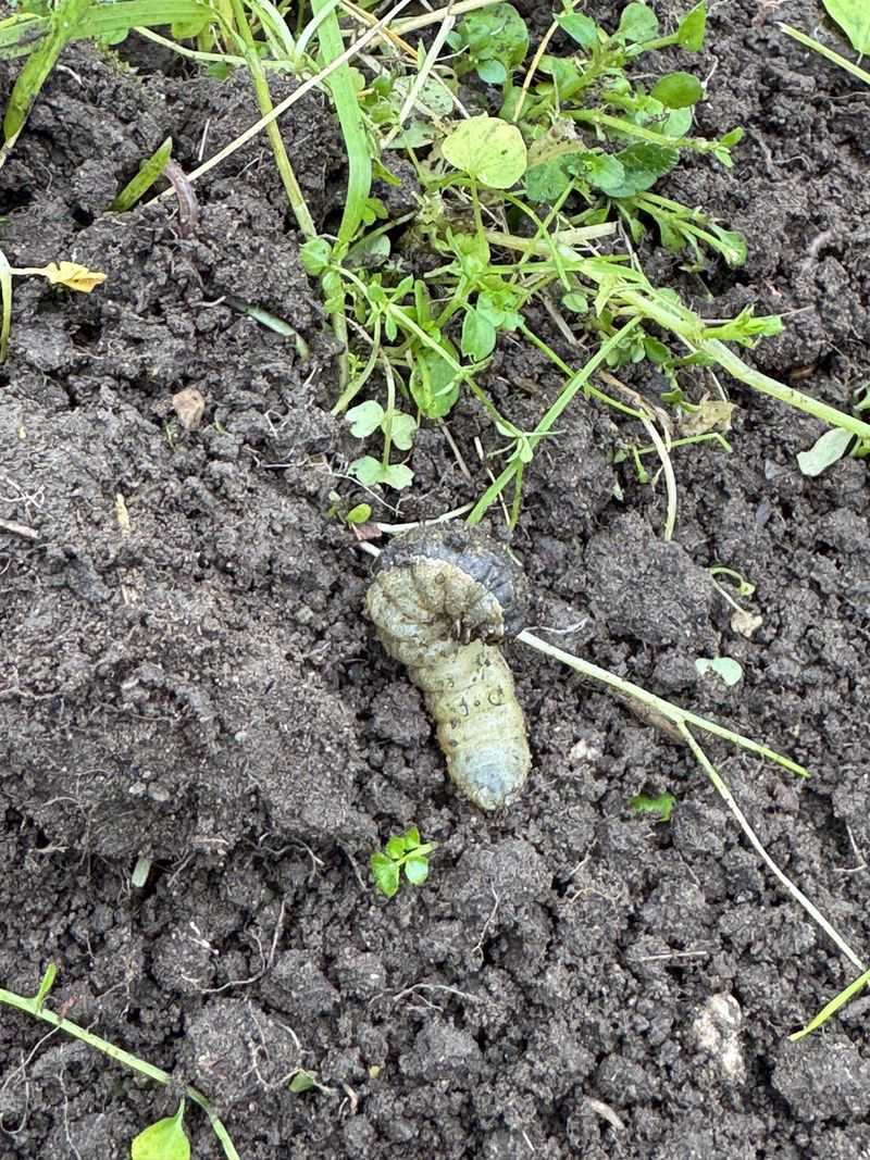 The Tug Test That Confirms A Grub Problem
