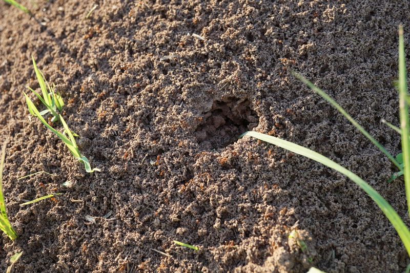 The Two Step Method Alabama Extension Recommends For Yard Wide Control