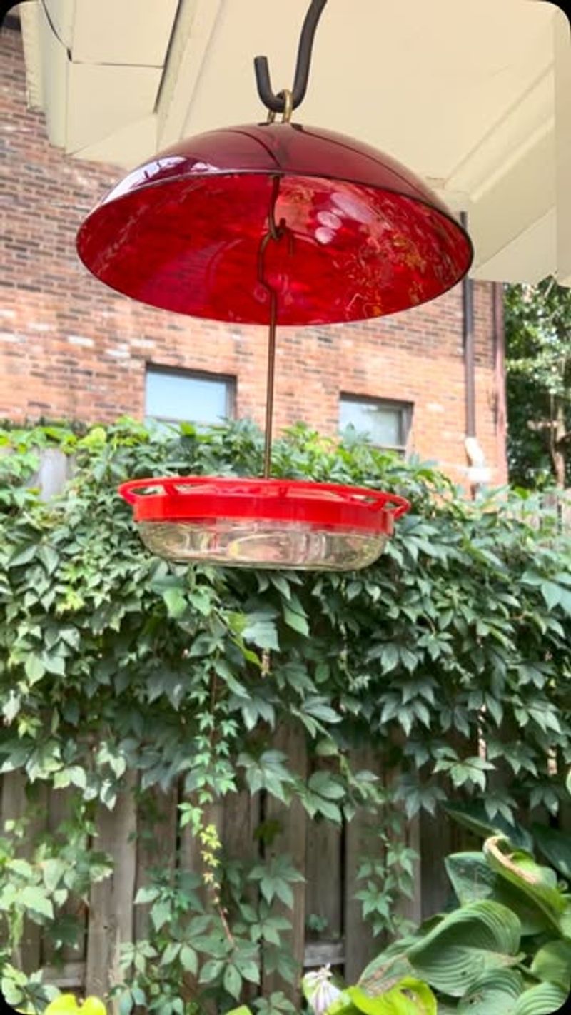 The Useful Feeder Move: Get It Out Of The Afternoon Sun The Useful Feeder Move: Get It Out Of The Afternoon Sun