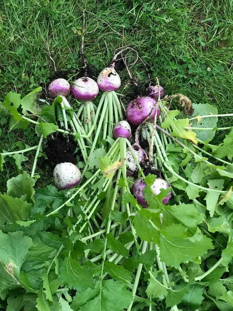 The Vegetables That Improve After A Cold Night The Vegetables That Improve After A Cold Night