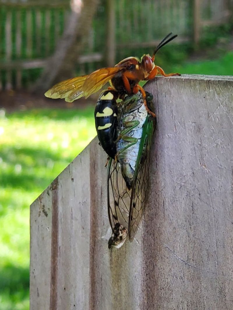The Wasps Carry Cicadas Back Underground