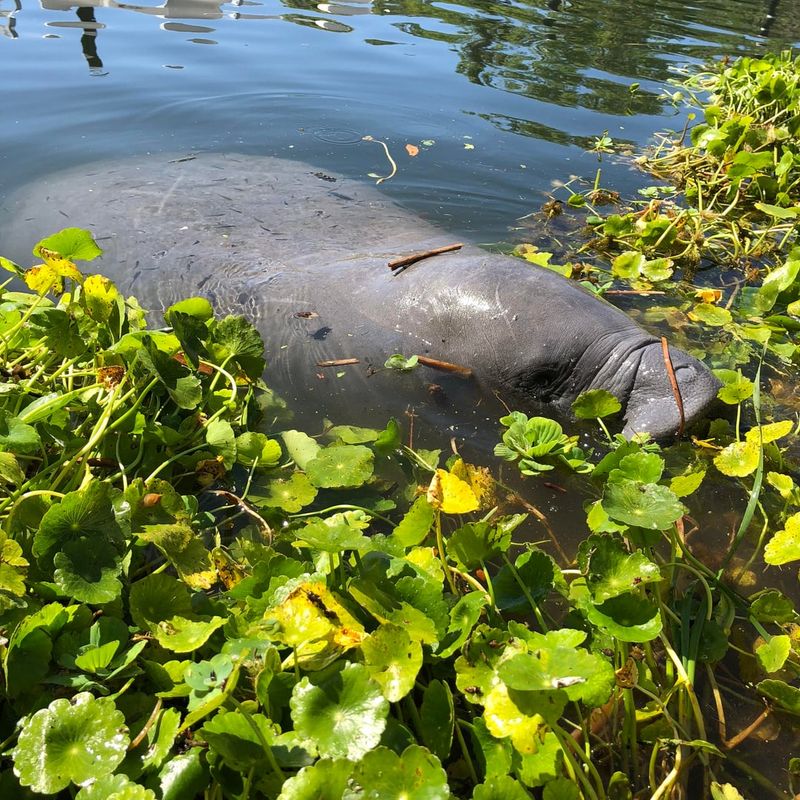 The Water May Offer A Good Feeding Area