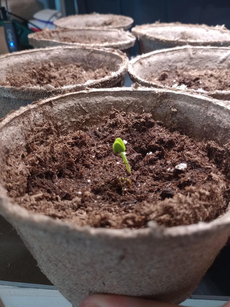The Watering Frequency Bush Beans Need During Germination The Watering Frequency Bush Beans Need During Germination
