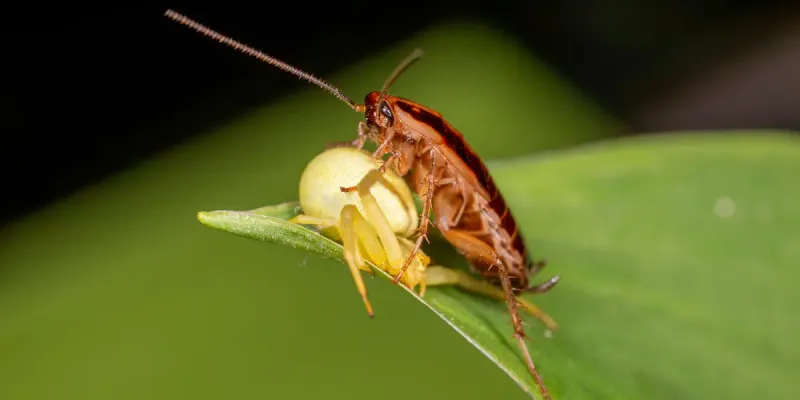 The Watering Habit That Creates Roach-Friendly Hiding Spots The Watering Habit That Creates Roach-Friendly Hiding Spots