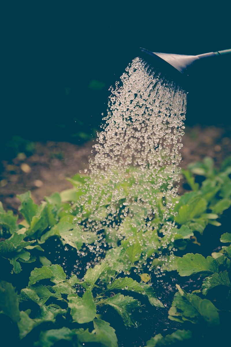 The Watering Mistake That Makes It Worse