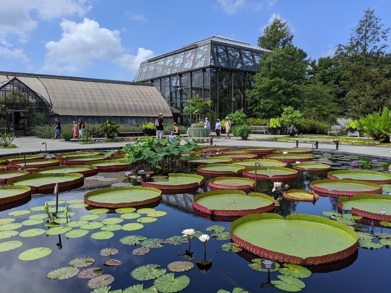 The Waterlily Court Is At Its Summer Best The Waterlily Court Is At Its Summer Best