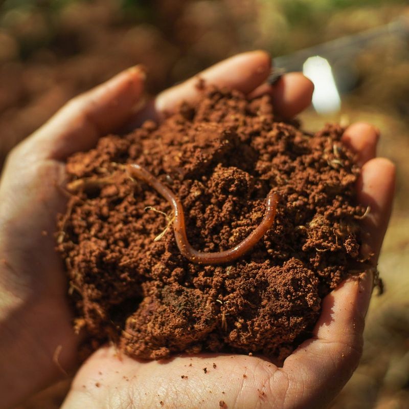 The Way Jumping Worms Change Garden Soil