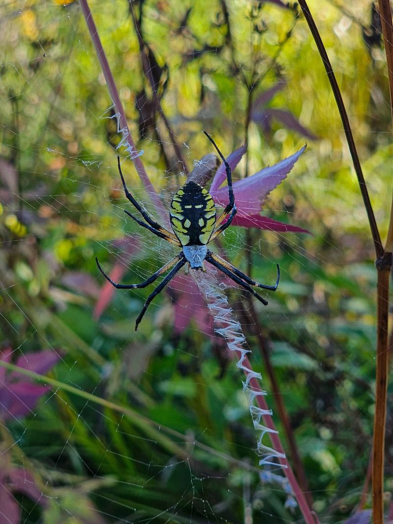 The Web Location Can Reveal What The Spider Is Looking For