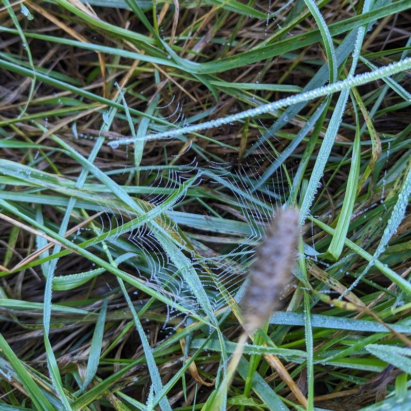 The Webs Are Not Damaging Your Grass The Webs Are Not Damaging Your Grass