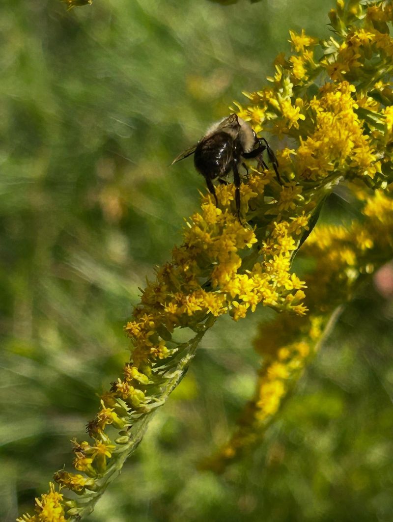 The Wildlife Value Of Keeping Goldenrod Around