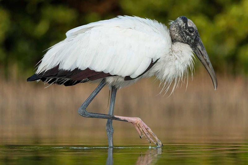 The Wood Stork Is Looking For Natural Prey Rather Than A Handout