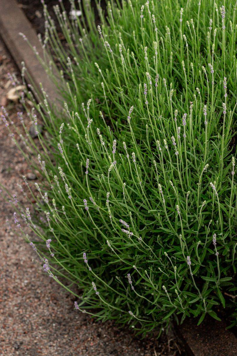 The Woody Growth Mistake: Cutting Below The Green Growth The Woody Growth Mistake: Cutting Below The Green Growth