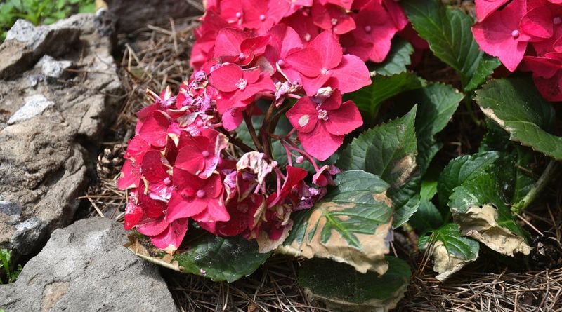 The Wrong Hydrangea Type Is Sitting In Too Much Sun The Wrong Hydrangea Type Is Sitting In Too Much Sun