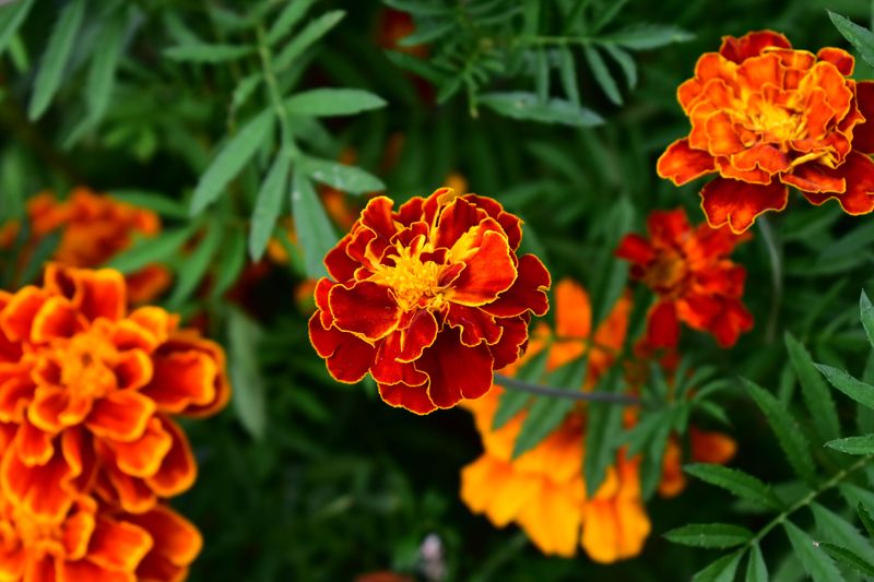 Their Bright Blooms Thrive In Maryland Heat Their Bright Blooms Thrive In Maryland Heat