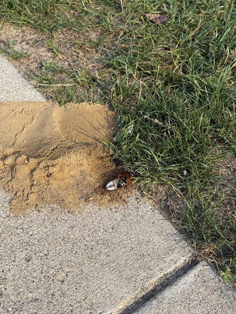 Their Burrows Can Leave Small Mounds Of Loose Dirt