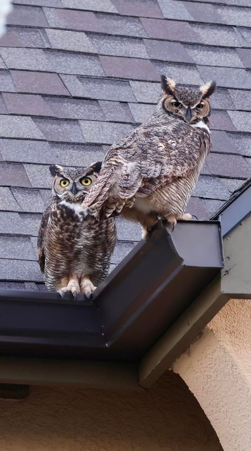 Their Calls Can Mean A Pair Is Nearby