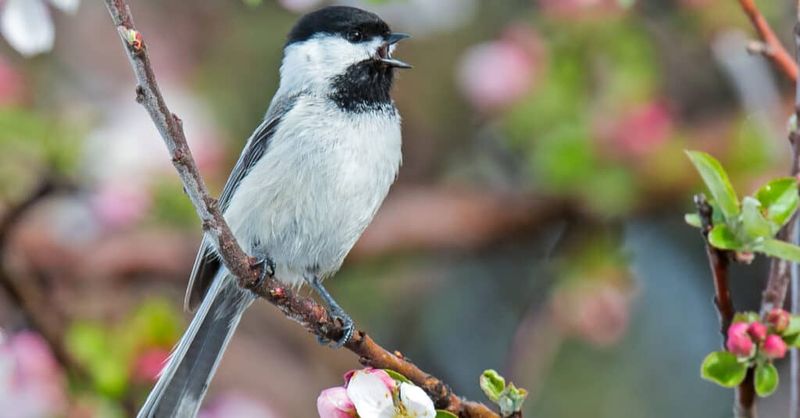Their Calls Can Signal Nearby Danger Their Calls Can Signal Nearby Danger