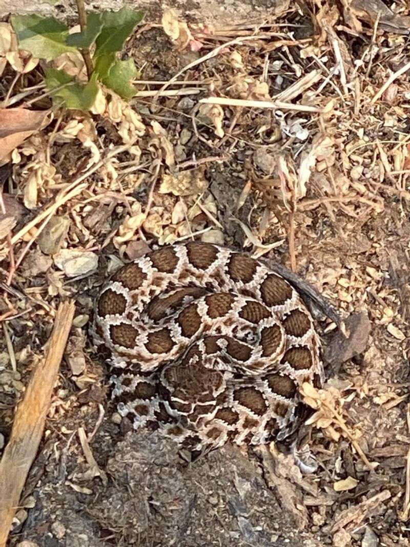 Their Camouflage Is One Of Their Best Defenses Their Camouflage Is One Of Their Best Defenses