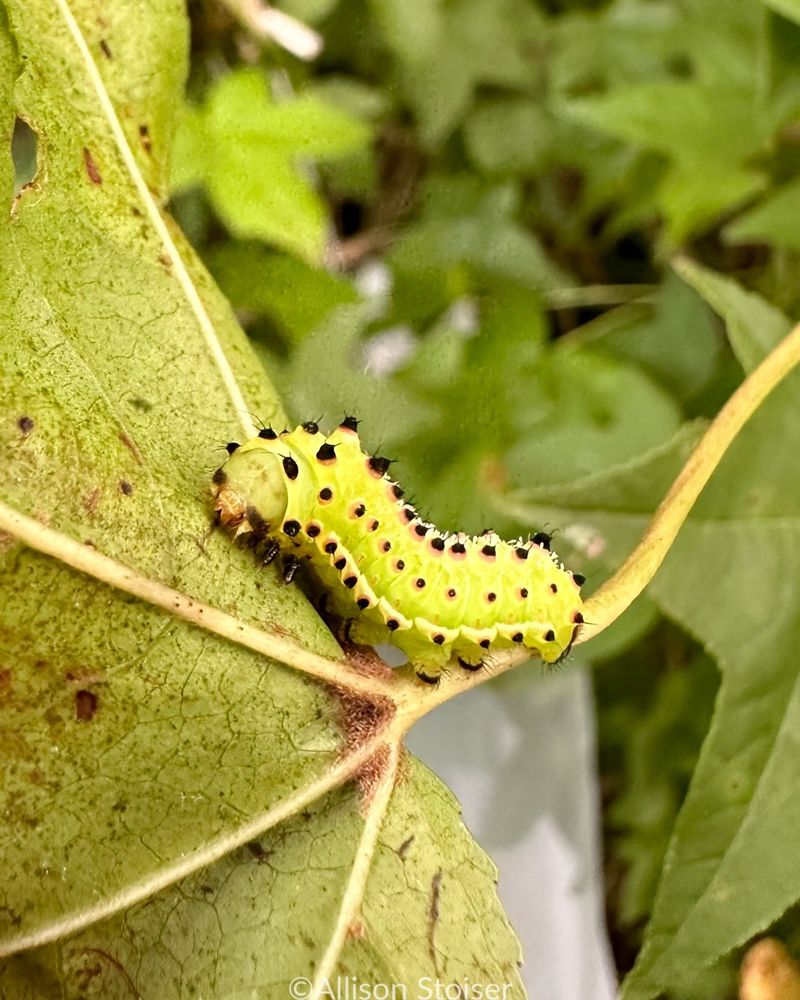 Their Caterpillars Rarely Cause Serious Landscape Damage Their Caterpillars Rarely Cause Serious Landscape Damage