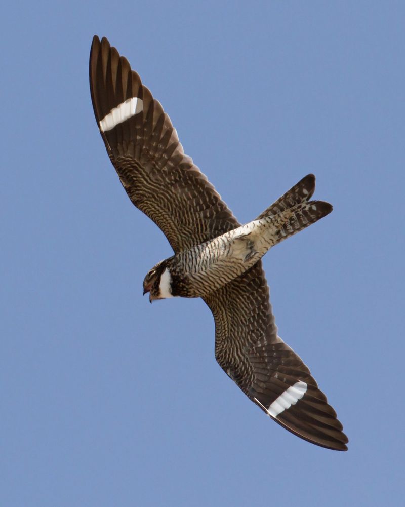 Their Fast Flight Helps Them Stand Out Overhead Their Fast Flight Helps Them Stand Out Overhead