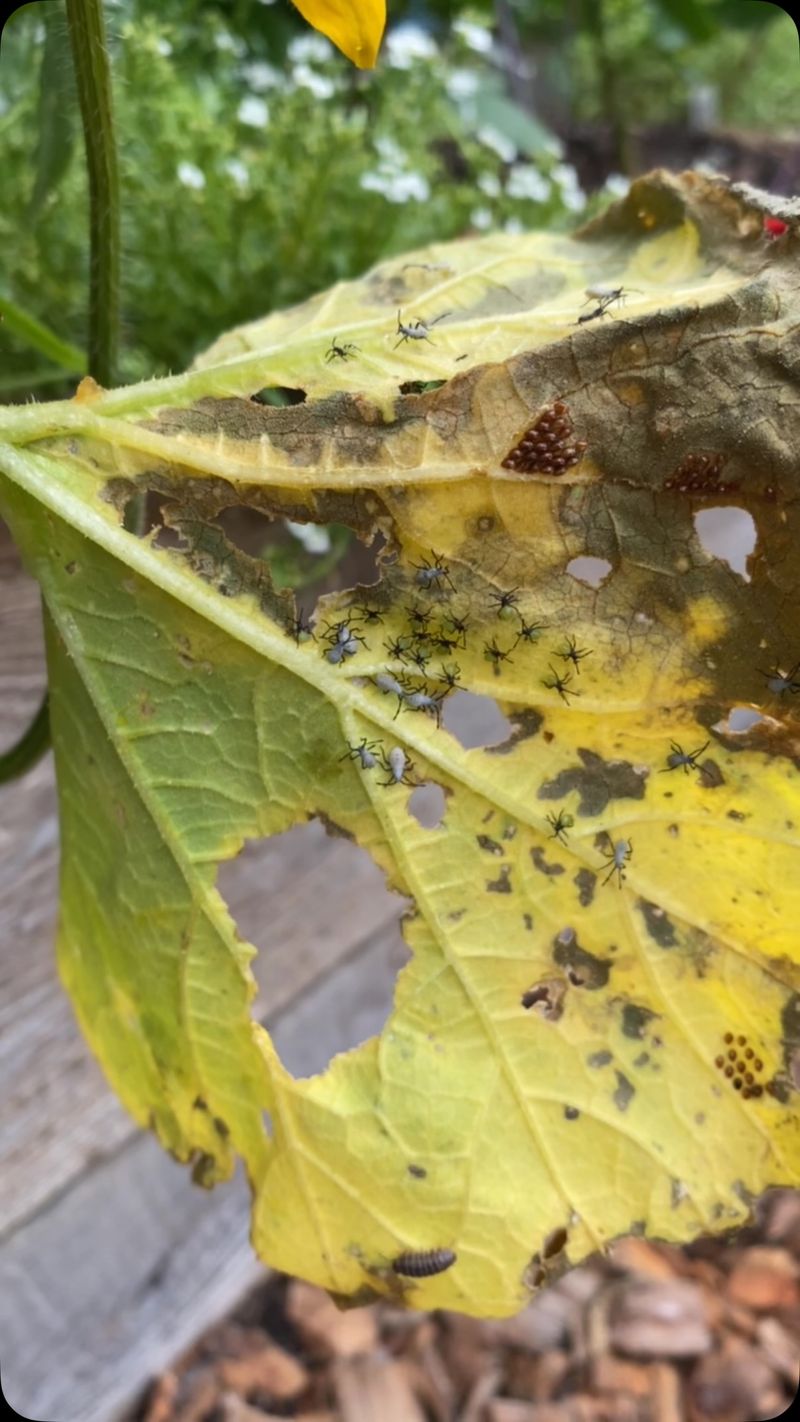 Their Feeding Can Make Healthy Vines Suddenly Wilt