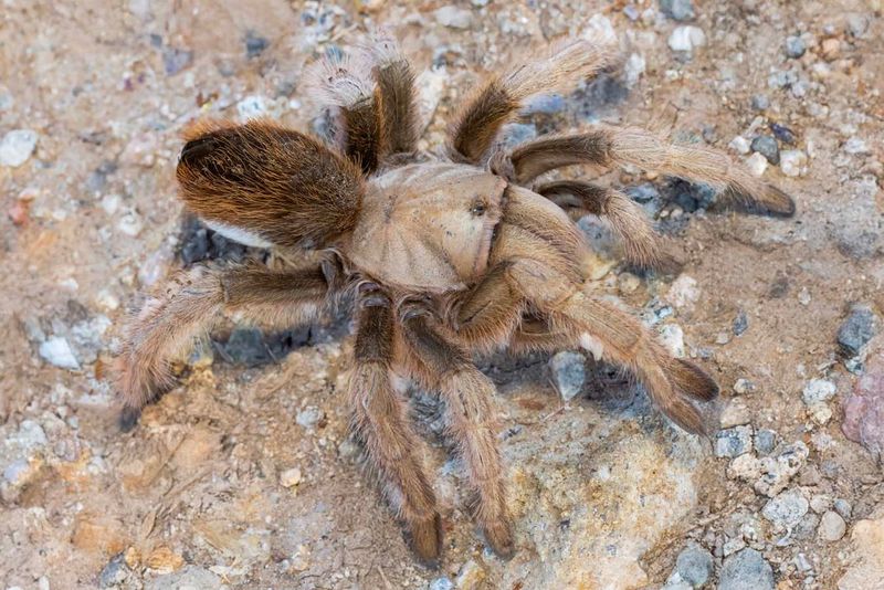 Their Hunting Gives Them A Role In The Desert