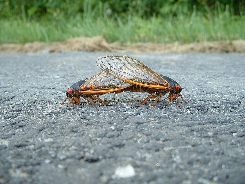 Their Mating Chorus May Be Winding Down