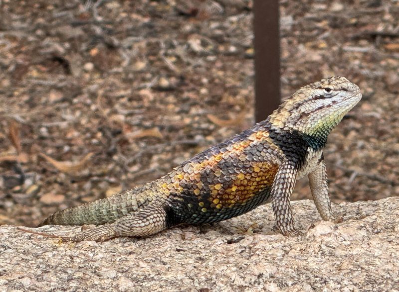 Their Presence Can Be A Normal Part Of Desert Living