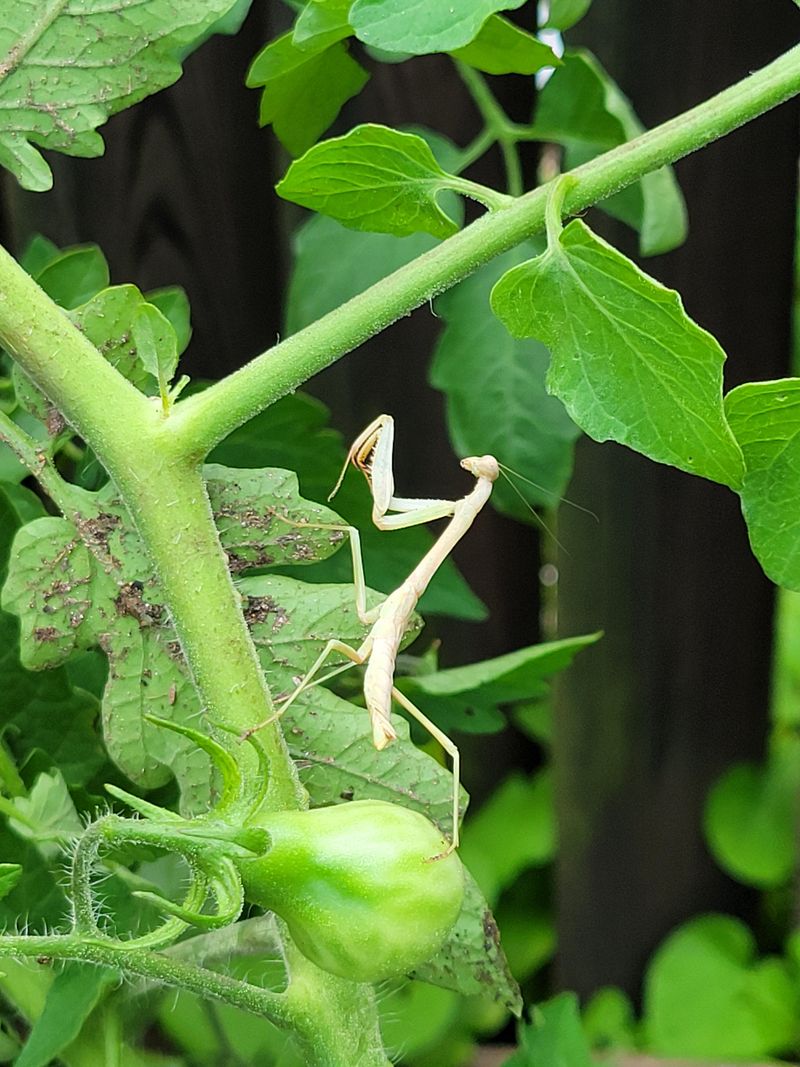 Their Presence Points To Reduced Pesticide Use Their Presence Points To Reduced Pesticide Use
