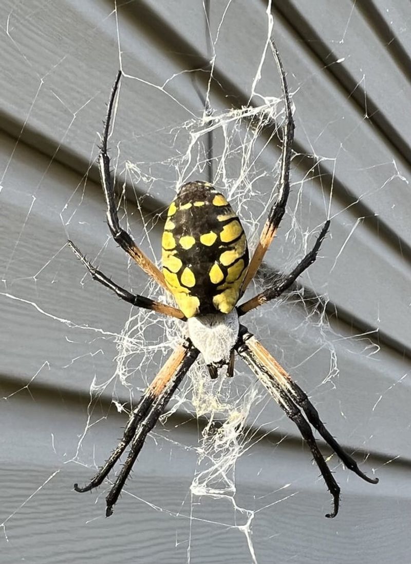 Their Presence Signals A Healthy Garden Ecosystem