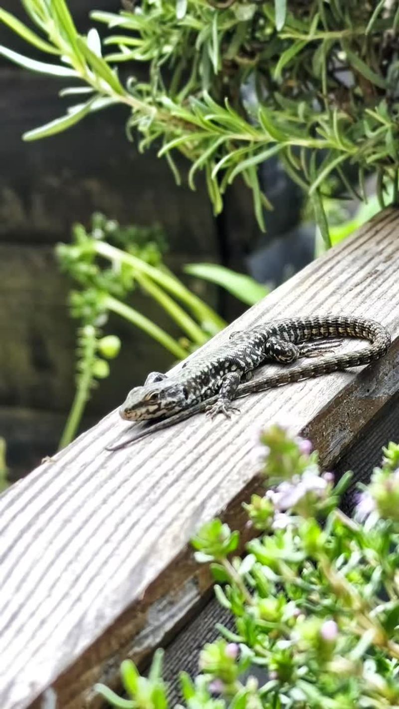 Their Presence Signals A Healthy Yard Ecosystem Their Presence Signals A Healthy Yard Ecosystem