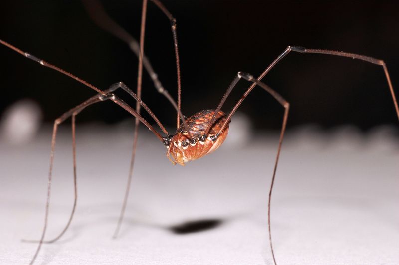 Their Presence Signals Active Pest Control Their Presence Signals Active Pest Control