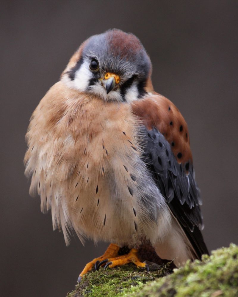 Their Size Makes Them Easy To Tell From Larger Hawks