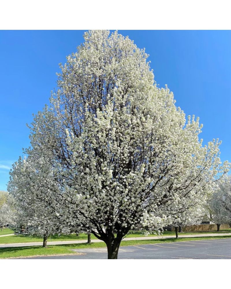 Their Spring Blooms Carry An Unpleasant Odor
