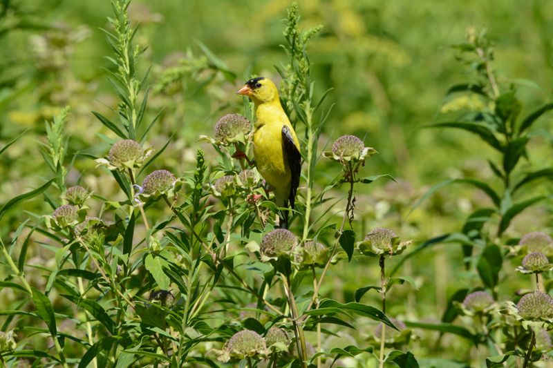 Their Strong Pull Toward Seeding Native Plants Their Strong Pull Toward Seeding Native Plants