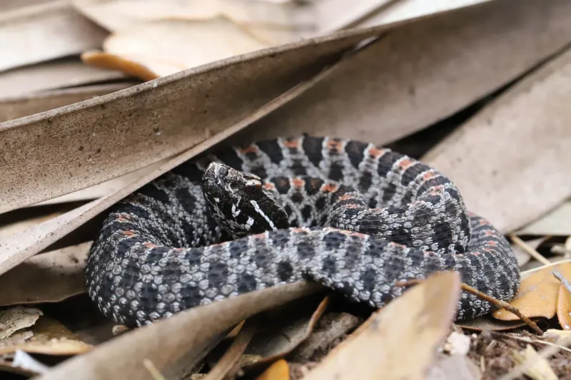 Their Tiny Rattle May Not Give You Much Warning