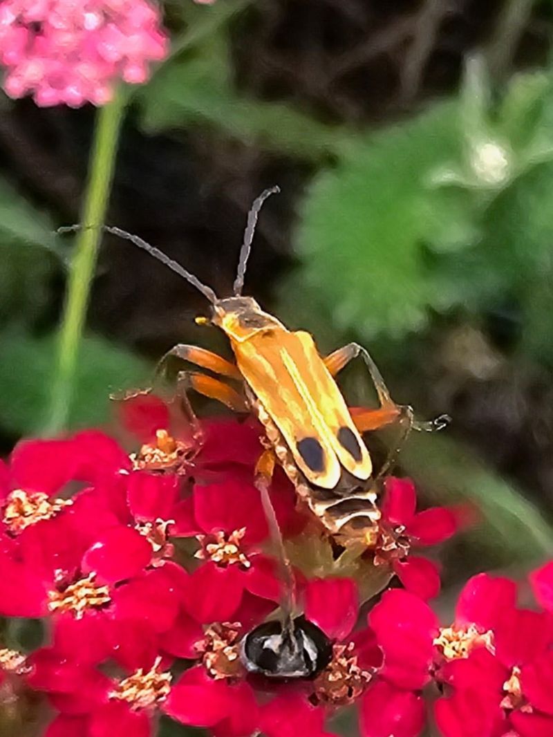 Their Young Are Beneficial Predators Around The Garden Their Young Are Beneficial Predators Around The Garden