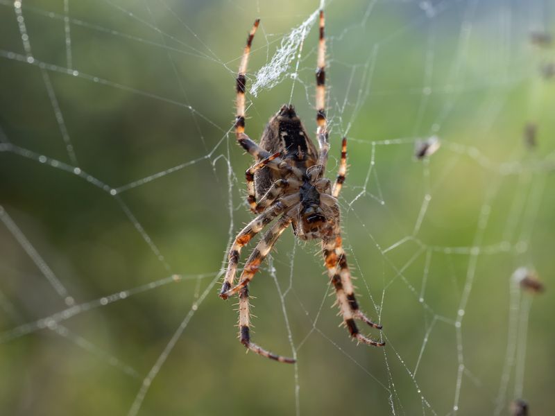 There Are Plenty Of Insects For Them To Hunt There Are Plenty Of Insects For Them To Hunt
