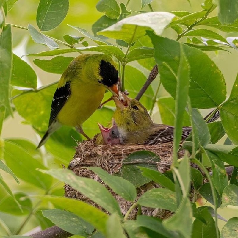 There Could Be A Nesting Pair Nearby
