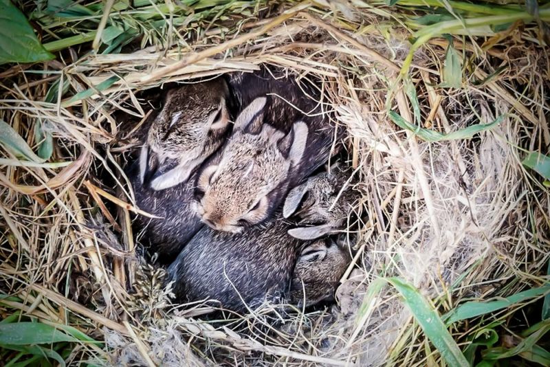 There Could Be Young Rabbits Nearby There Could Be Young Rabbits Nearby