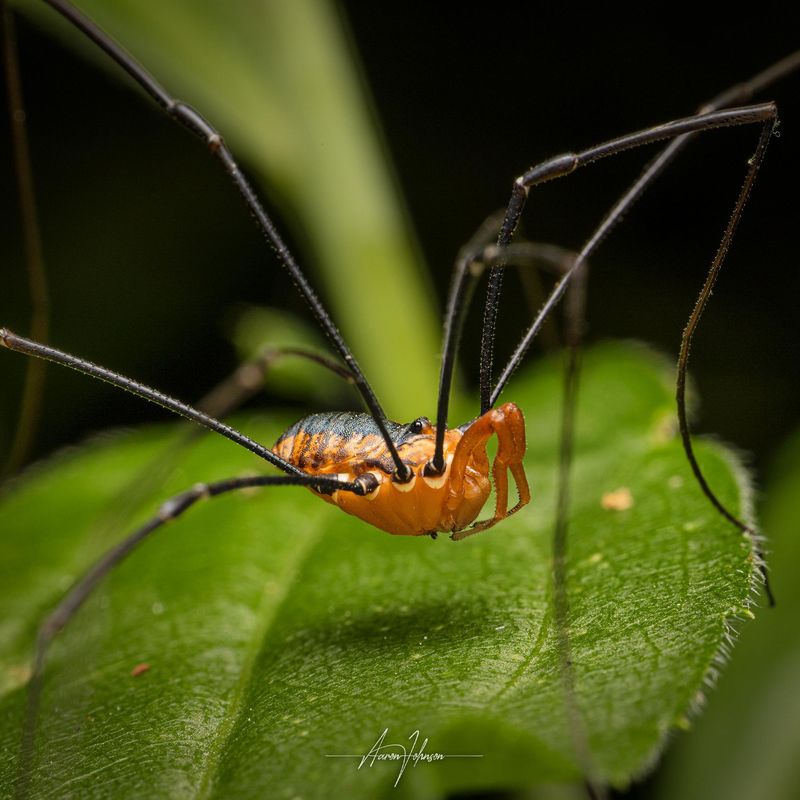 These Arachnids Are Not Spiders At All These Arachnids Are Not Spiders At All