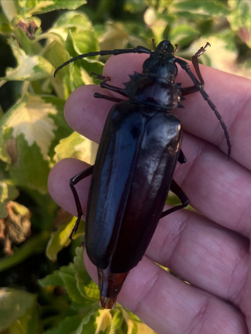 These Large Beetles Emerge In Arizona Summers For One Reason