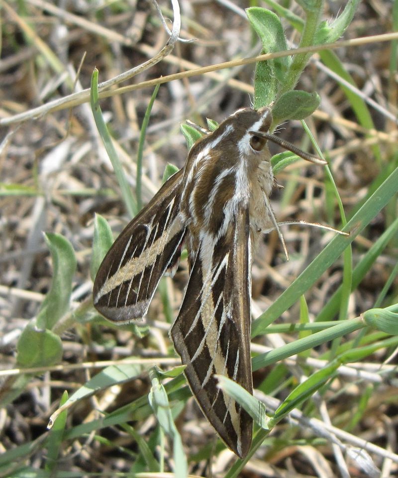These Large Moths Are Important Pollinators