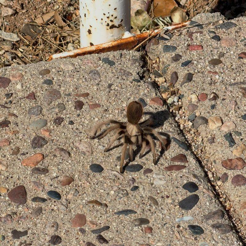 These Large Spiders Usually Avoid Confrontation