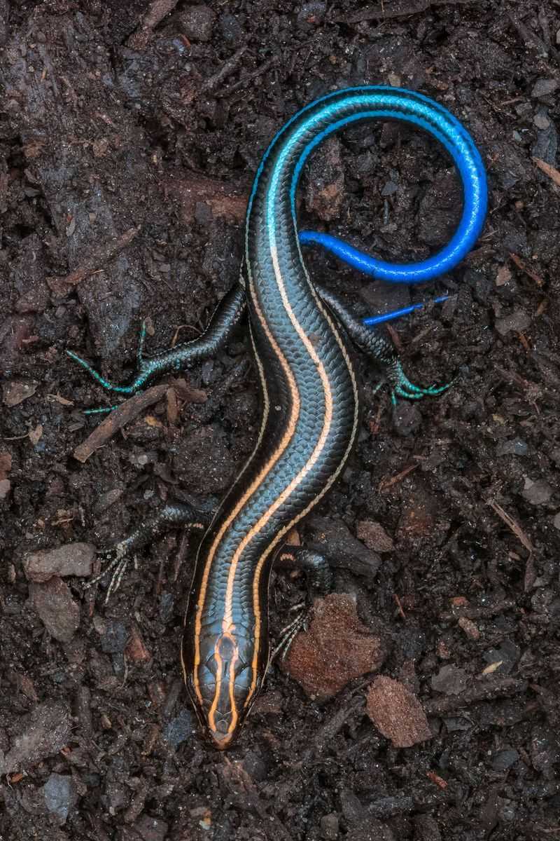 These Lizards Actually Help Keep Pests In Check