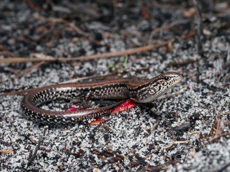 These Lizards Feed On Common Garden Pests These Lizards Feed On Common Garden Pests