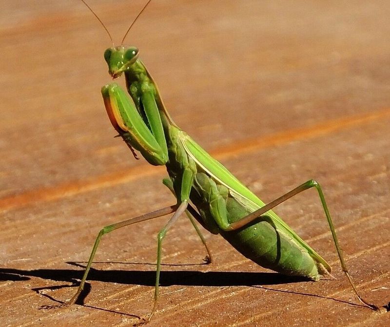 These Predators Feed On Many Insects Around The Garden These Predators Feed On Many Insects Around The Garden